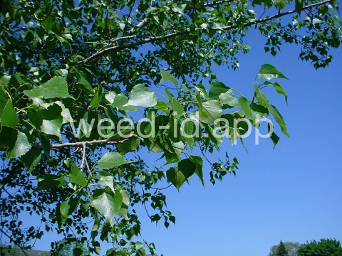 cottonwood, plains